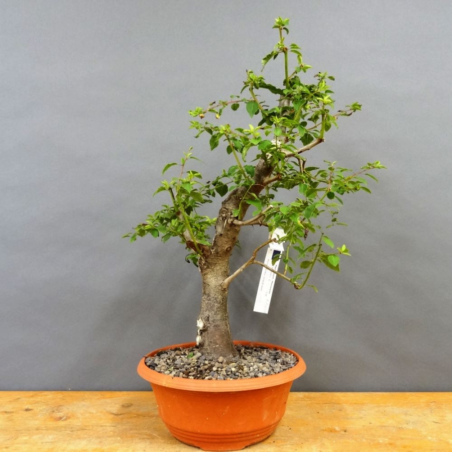 Prunus cerasifera, Mirabelle